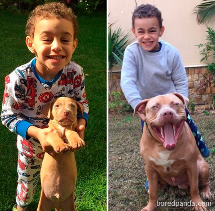 30 Photos Of Dogs Growing Up Next To Their Owners