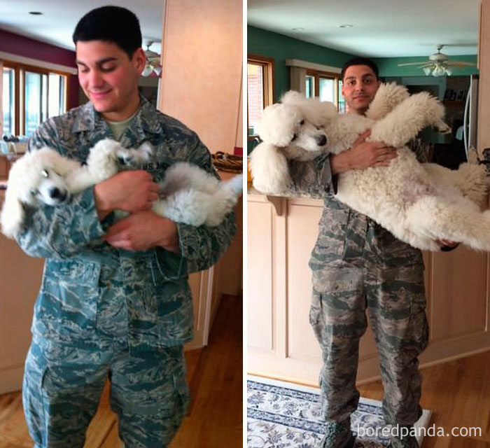 30 Photos Of Dogs Growing Up Next To Their Owners