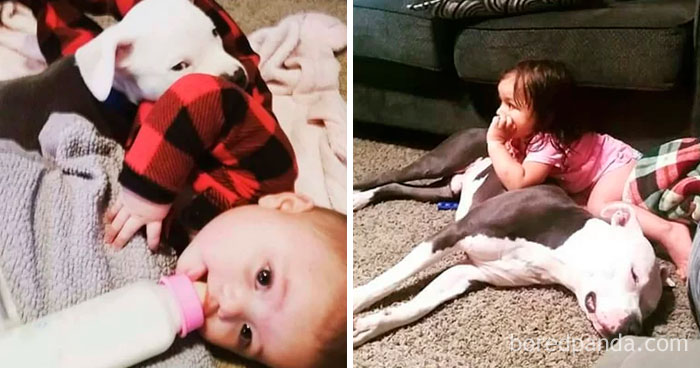 30 Photos Of Dogs Growing Up Next To Their Owners