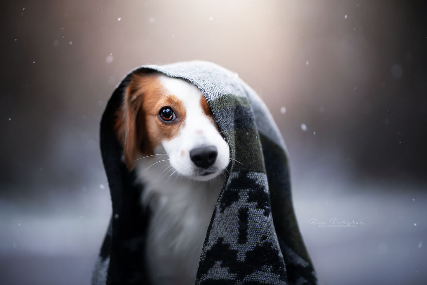 I Capture The Whimsical Side Of Dogs In My Photography (48 Pics)