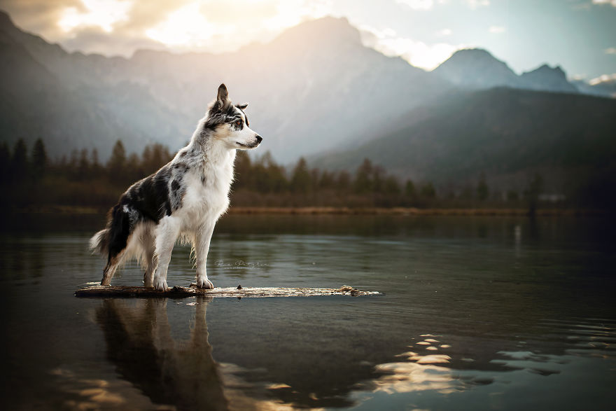 I Capture The Whimsical Side Of Dogs In My Photography (48 Pics)