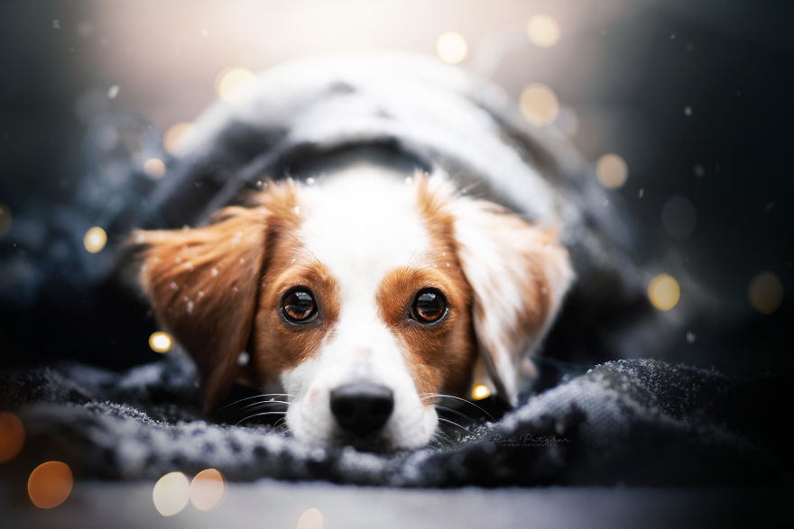 I Capture The Whimsical Side Of Dogs In My Photography (48 Pics)
