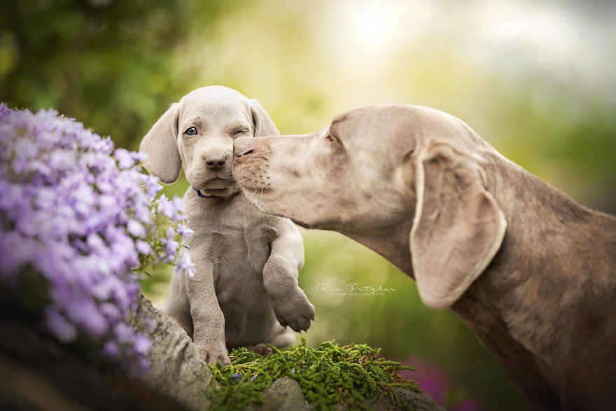 I Capture The Whimsical Side Of Dogs In My Photography (48 Pics)