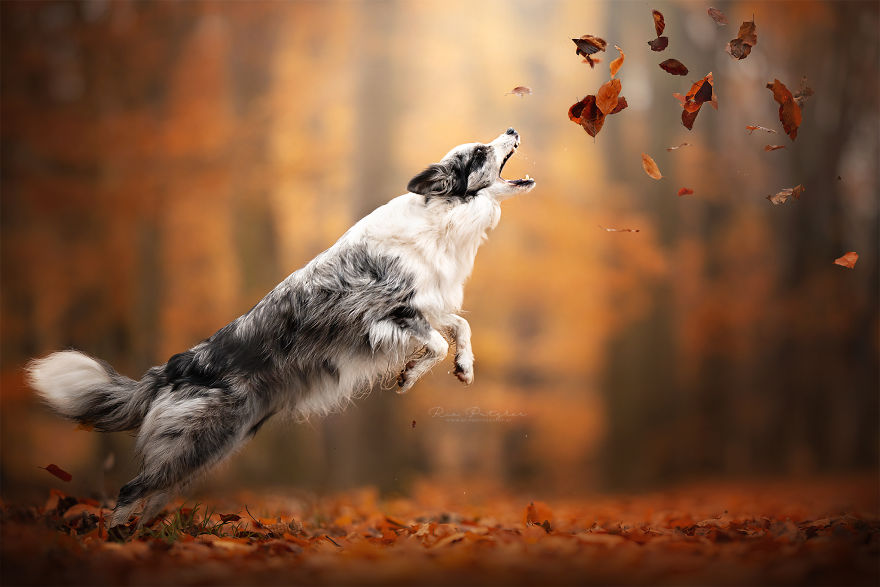 I Capture The Whimsical Side Of Dogs In My Photography (48 Pics)