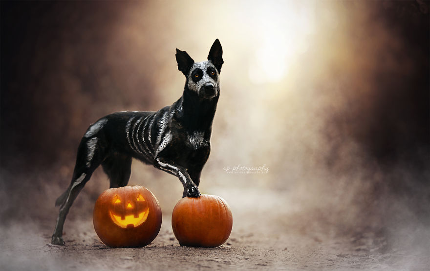 I Capture The Whimsical Side Of Dogs In My Photography (48 Pics)