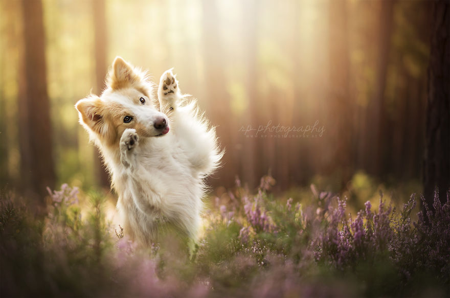 I Capture The Whimsical Side Of Dogs In My Photography (48 Pics)