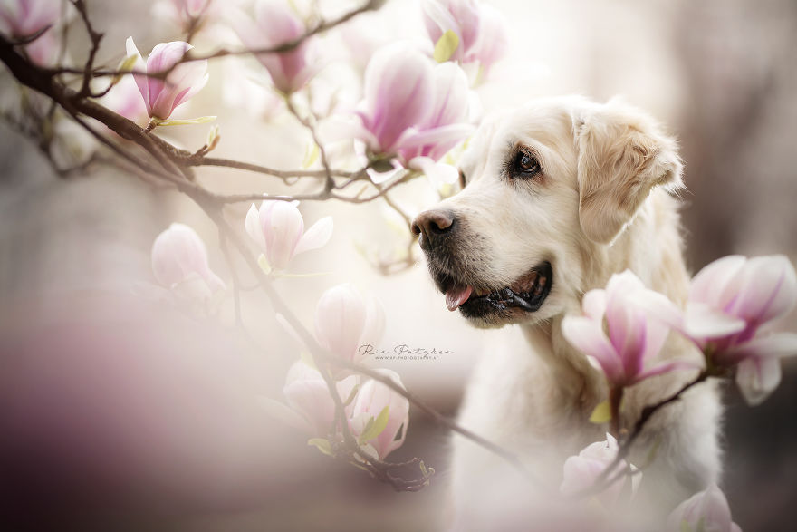 I Capture The Whimsical Side Of Dogs In My Photography (48 Pics)