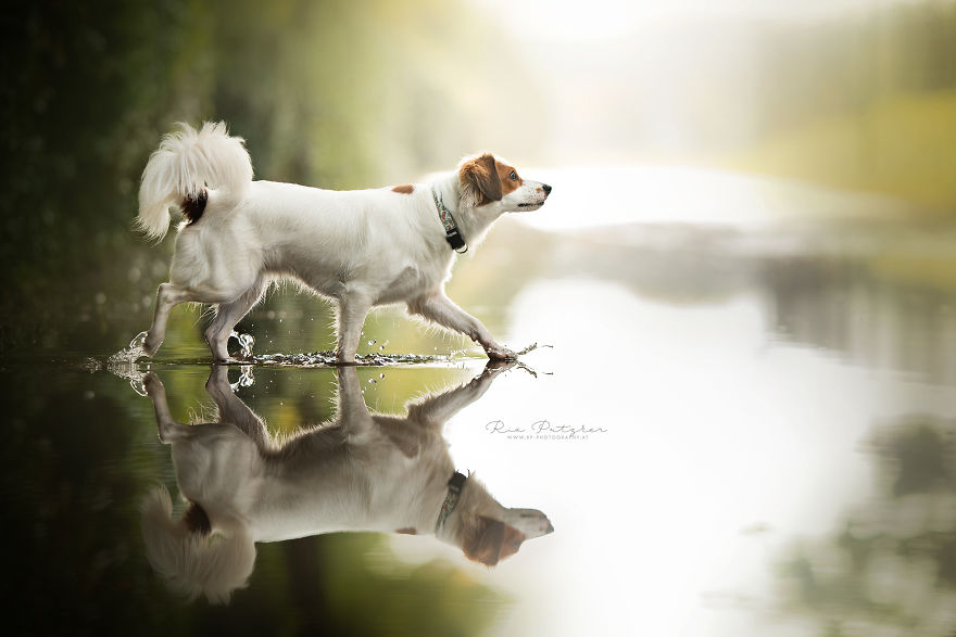 I Capture The Whimsical Side Of Dogs In My Photography (48 Pics)