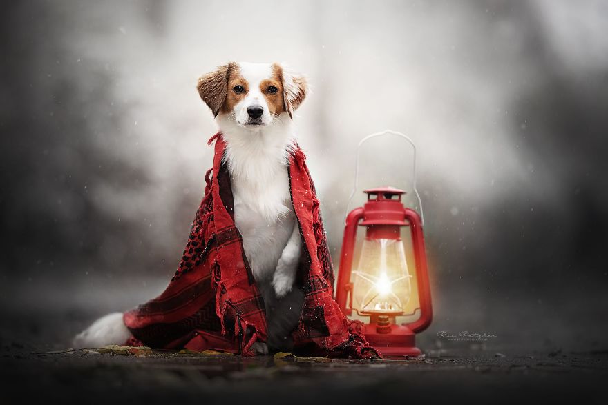 I Capture The Whimsical Side Of Dogs In My Photography (48 Pics)