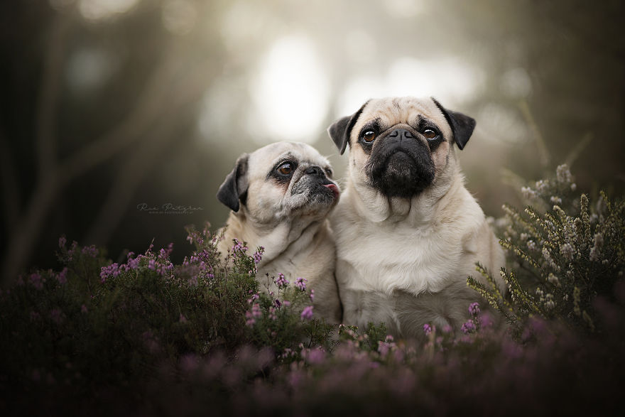 I Capture The Whimsical Side Of Dogs In My Photography (48 Pics)