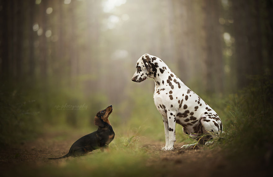 I Capture The Whimsical Side Of Dogs In My Photography (48 Pics)