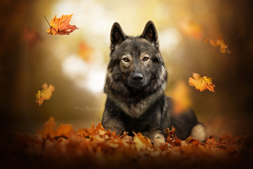 I Capture The Whimsical Side Of Dogs In My Photography (48 Pics)