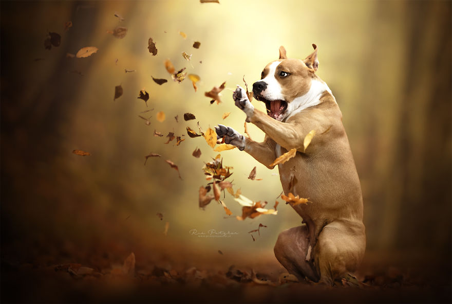 I Capture The Whimsical Side Of Dogs In My Photography (48 Pics)