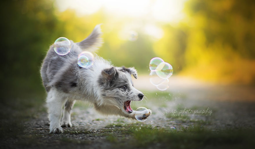I Capture The Whimsical Side Of Dogs In My Photography (48 Pics)