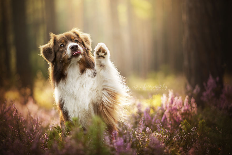 I Capture The Whimsical Side Of Dogs In My Photography (48 Pics)