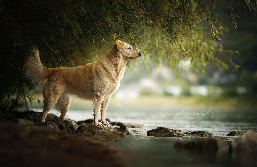 I Capture The Whimsical Side Of Dogs In My Photography (48 Pics)