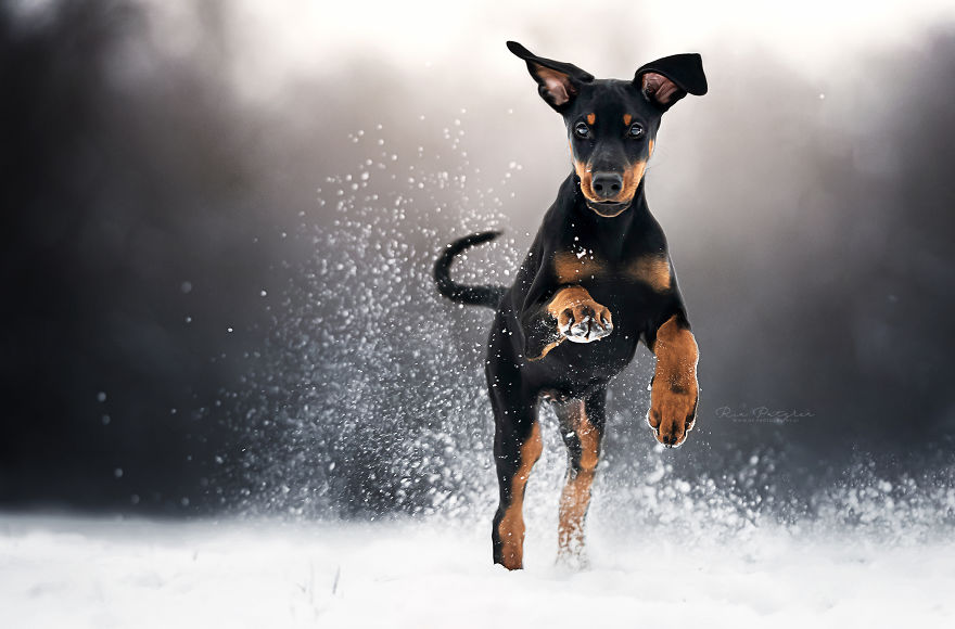I Capture The Whimsical Side Of Dogs In My Photography (48 Pics)
