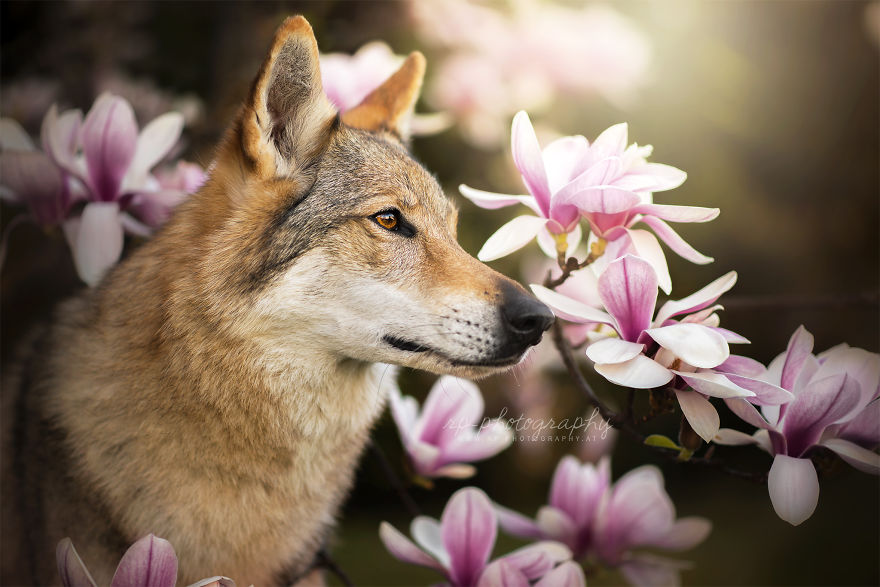 I Capture The Whimsical Side Of Dogs In My Photography (48 Pics)