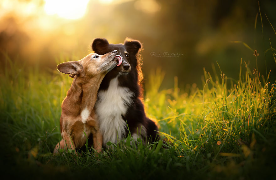 I Capture The Whimsical Side Of Dogs In My Photography (48 Pics)