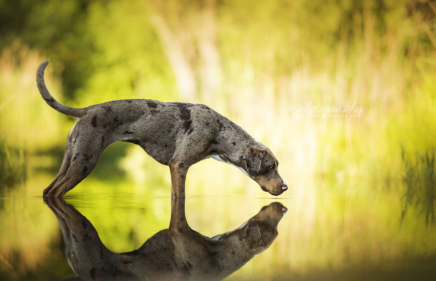 I Capture The Whimsical Side Of Dogs In My Photography (48 Pics)