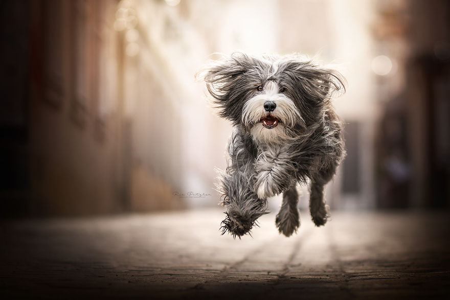 I Capture The Whimsical Side Of Dogs In My Photography (48 Pics)