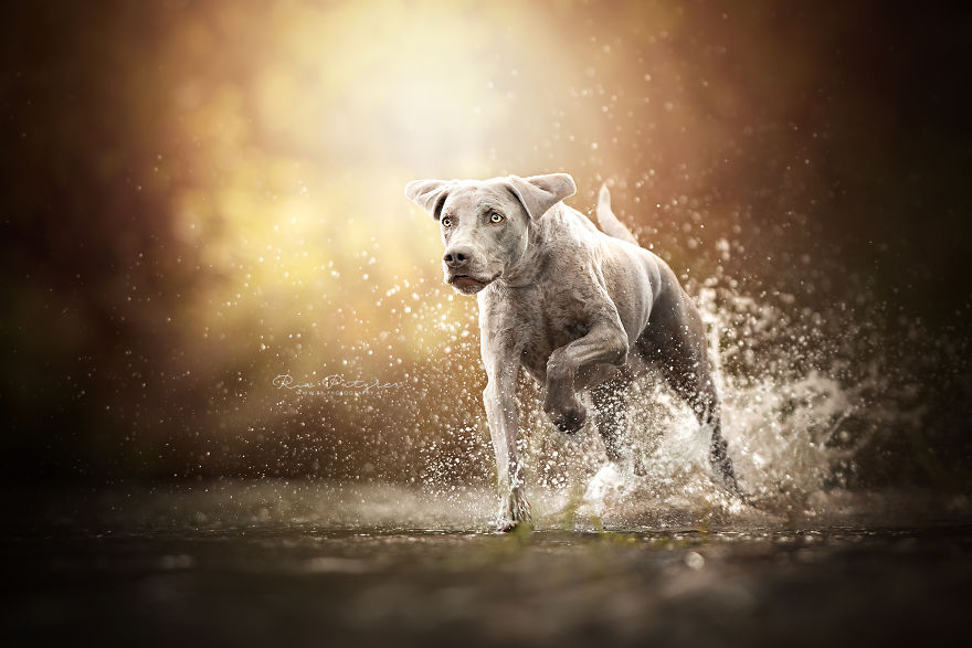 I Capture The Whimsical Side Of Dogs In My Photography (48 Pics)