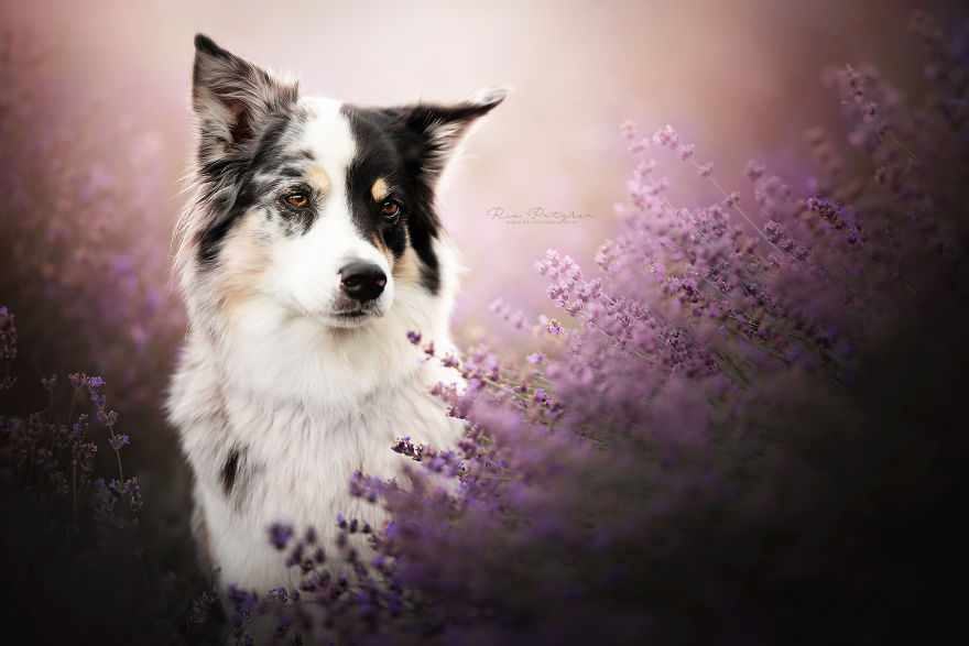 I Capture The Whimsical Side Of Dogs In My Photography (48 Pics)
