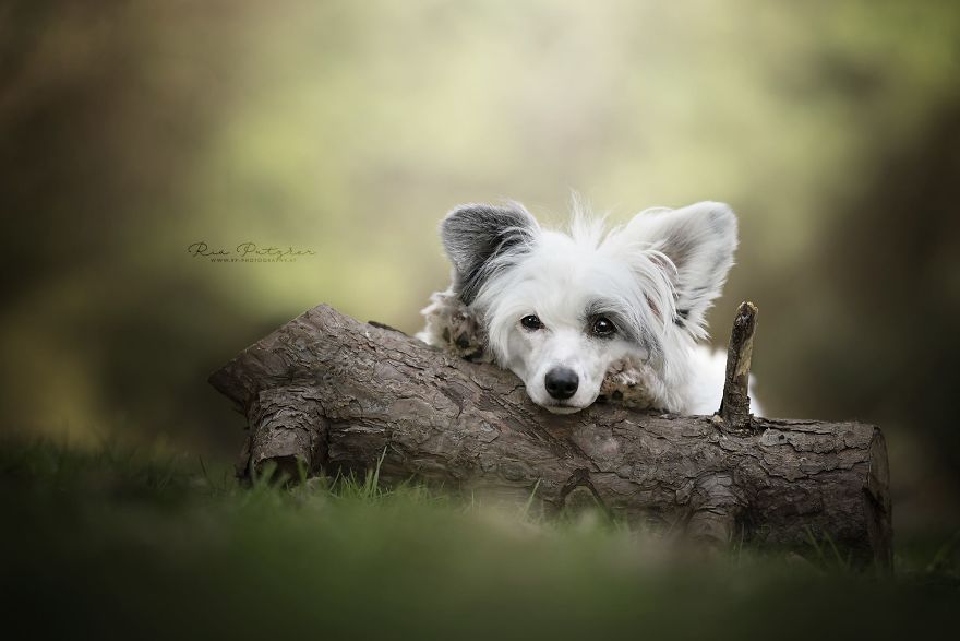 I Capture The Whimsical Side Of Dogs In My Photography (48 Pics)