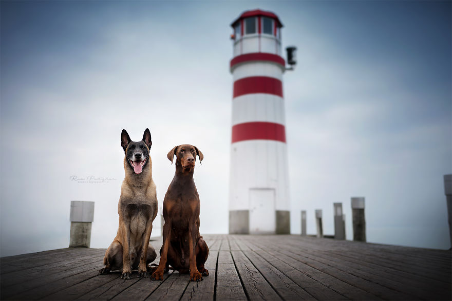 I Capture The Whimsical Side Of Dogs In My Photography (48 Pics)