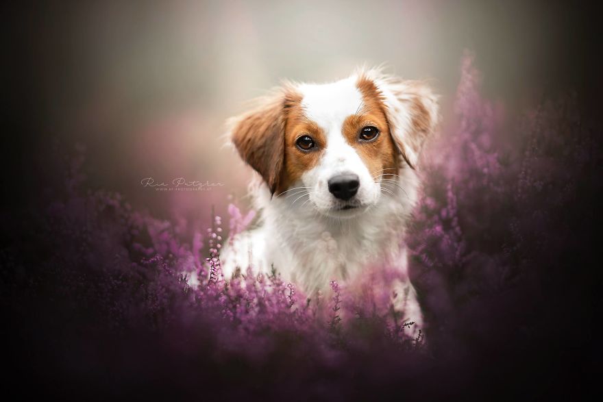 I Capture The Whimsical Side Of Dogs In My Photography (48 Pics)