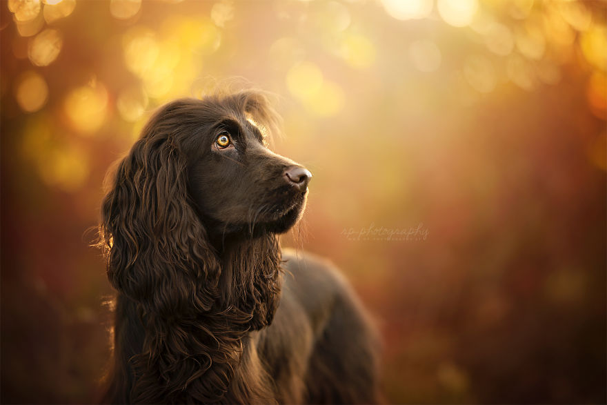 I Capture The Whimsical Side Of Dogs In My Photography (48 Pics)
