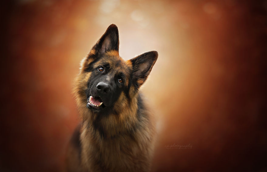 I Capture The Whimsical Side Of Dogs In My Photography (48 Pics)