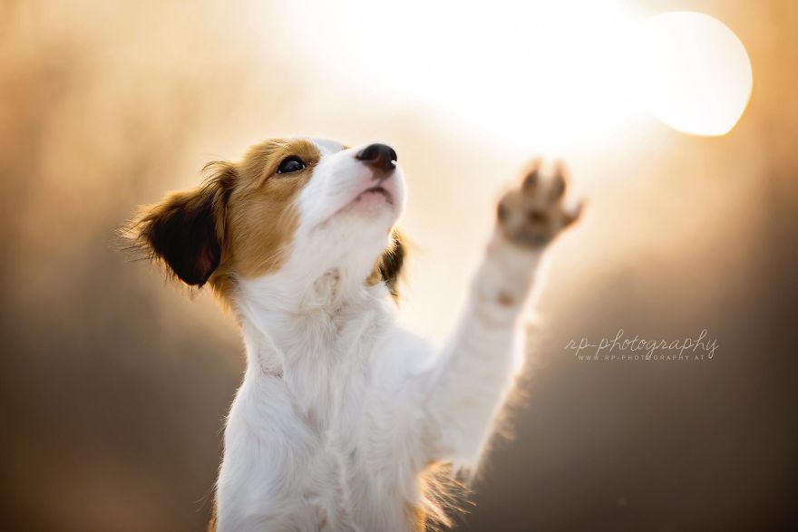 I Capture The Whimsical Side Of Dogs In My Photography (48 Pics)