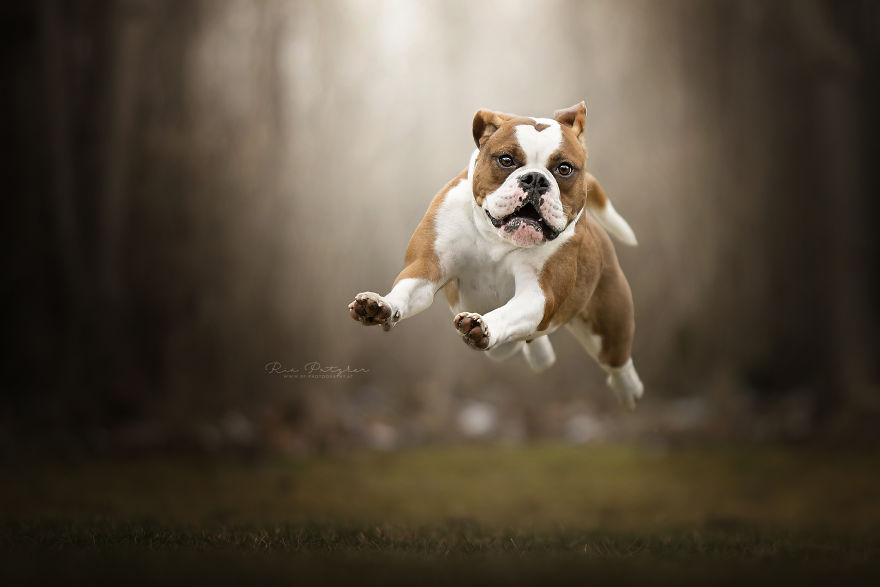 I Capture The Whimsical Side Of Dogs In My Photography (48 Pics)
