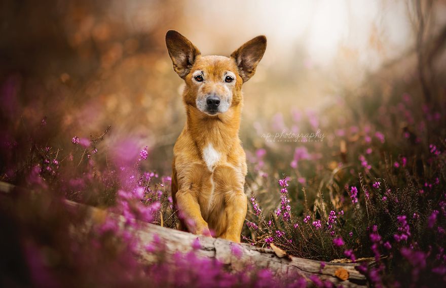 I Capture The Whimsical Side Of Dogs In My Photography (48 Pics)