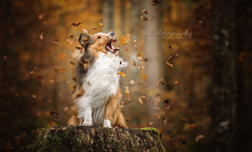 I Capture The Whimsical Side Of Dogs In My Photography (48 Pics)