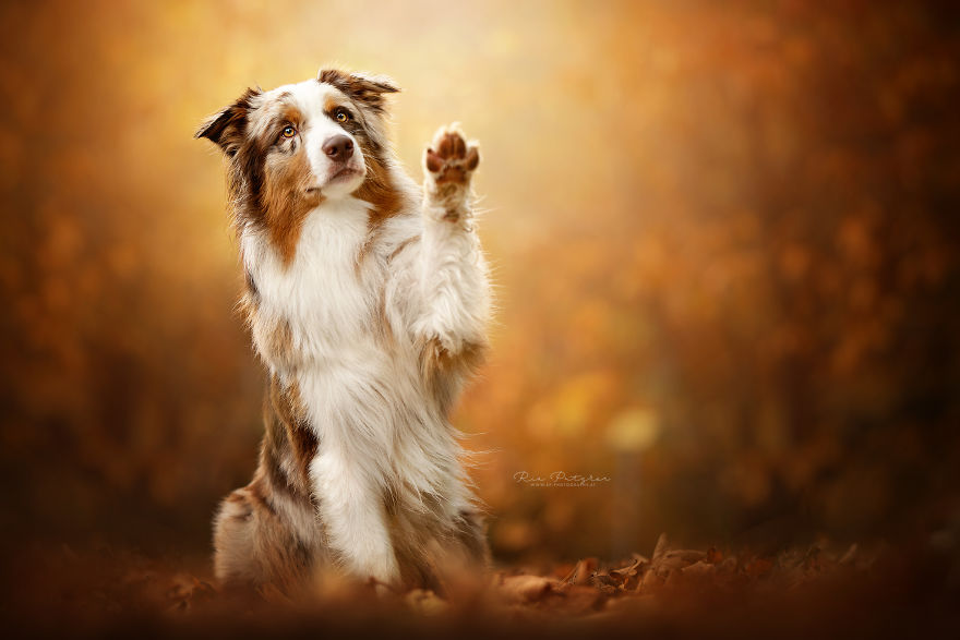 I Capture The Whimsical Side Of Dogs In My Photography (48 Pics)
