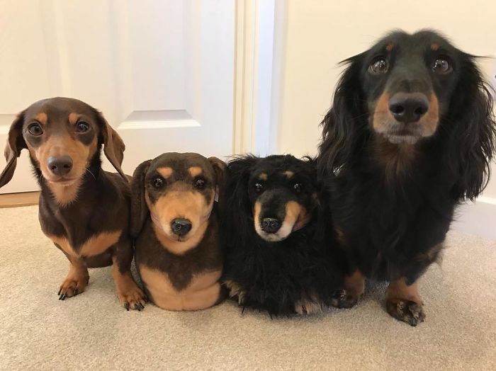 This Company Makes Slippers That Look Just Like People&#8217;s Pets And They Are So Realistic That Dogs Get Jealous