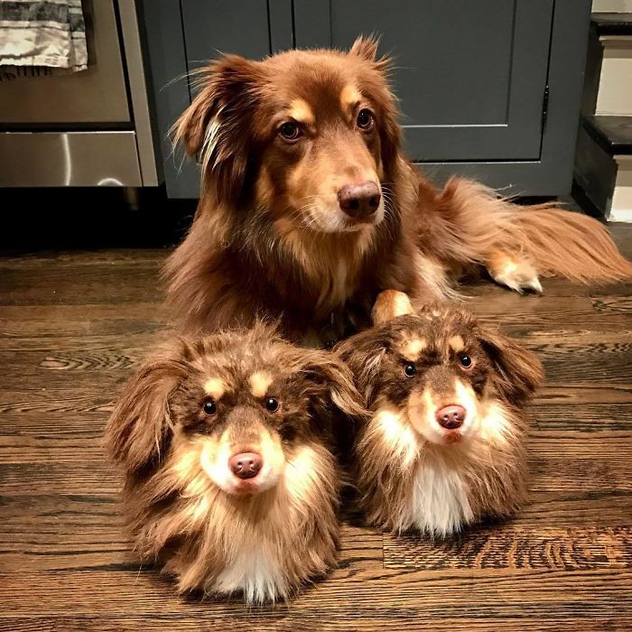 This Company Makes Slippers That Look Just Like People&#8217;s Pets And They Are So Realistic That Dogs Get Jealous