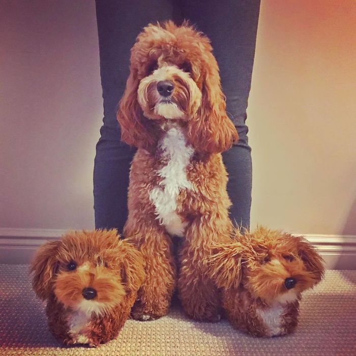 This Company Makes Slippers That Look Just Like People&#8217;s Pets And They Are So Realistic That Dogs Get Jealous