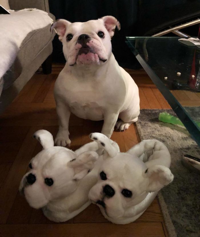 This Company Makes Slippers That Look Just Like People&#8217;s Pets And They Are So Realistic That Dogs Get Jealous