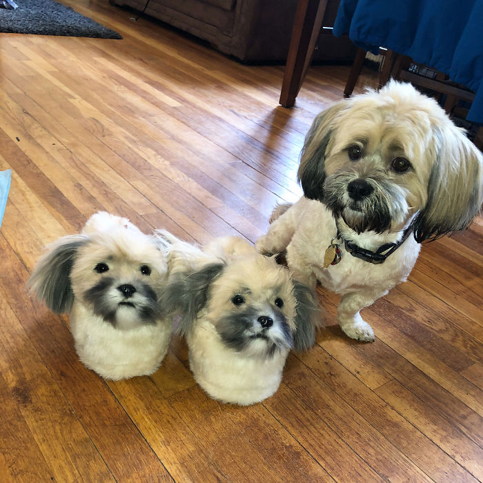 This Company Makes Slippers That Look Just Like People&#8217;s Pets And They Are So Realistic That Dogs Get Jealous
