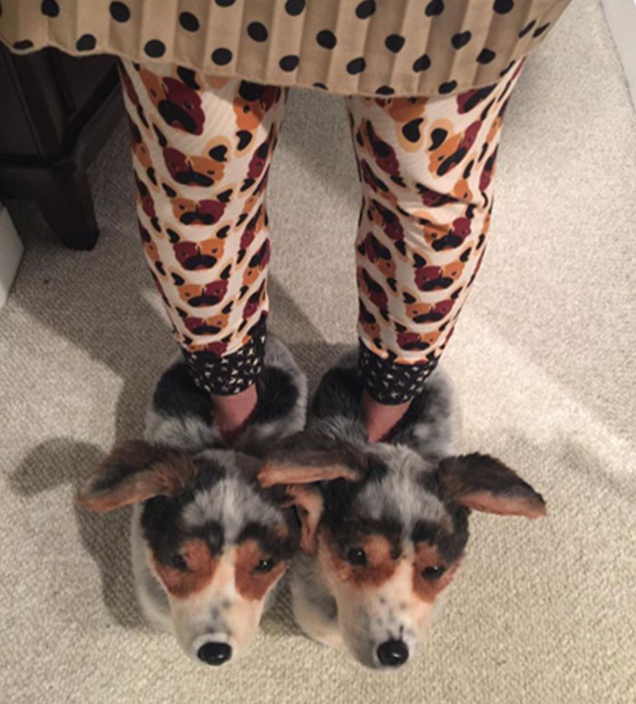 This Company Makes Slippers That Look Just Like People&#8217;s Pets And They Are So Realistic That Dogs Get Jealous