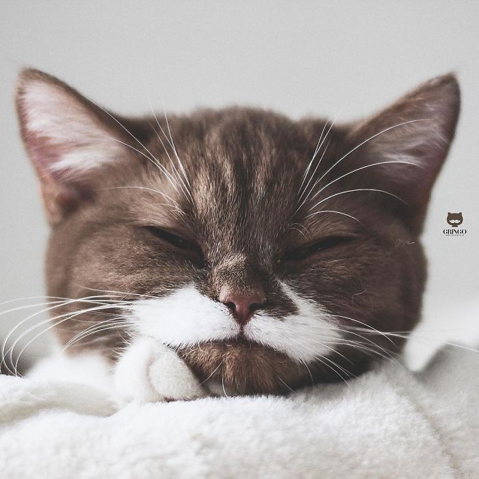 Meet Gringo, The Cat Who Mustached His Way Into Our Hearts