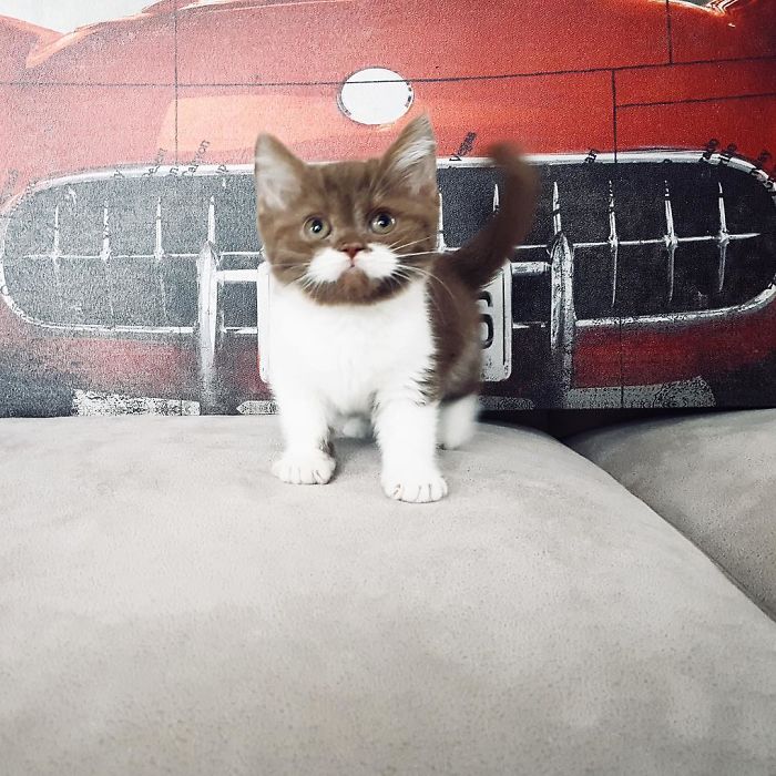 Meet Gringo, The Cat Who Mustached His Way Into Our Hearts