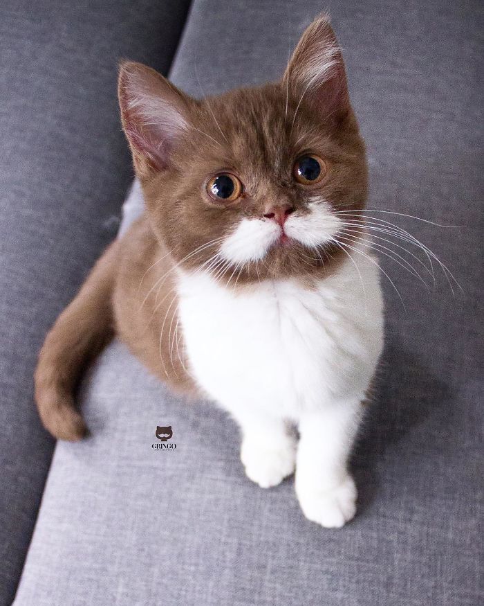 Meet Gringo, The Cat Who Mustached His Way Into Our Hearts