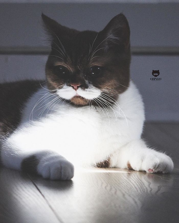 Meet Gringo, The Cat Who Mustached His Way Into Our Hearts