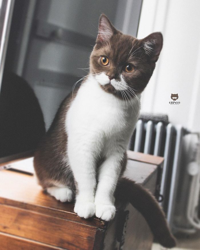 Meet Gringo, The Cat Who Mustached His Way Into Our Hearts