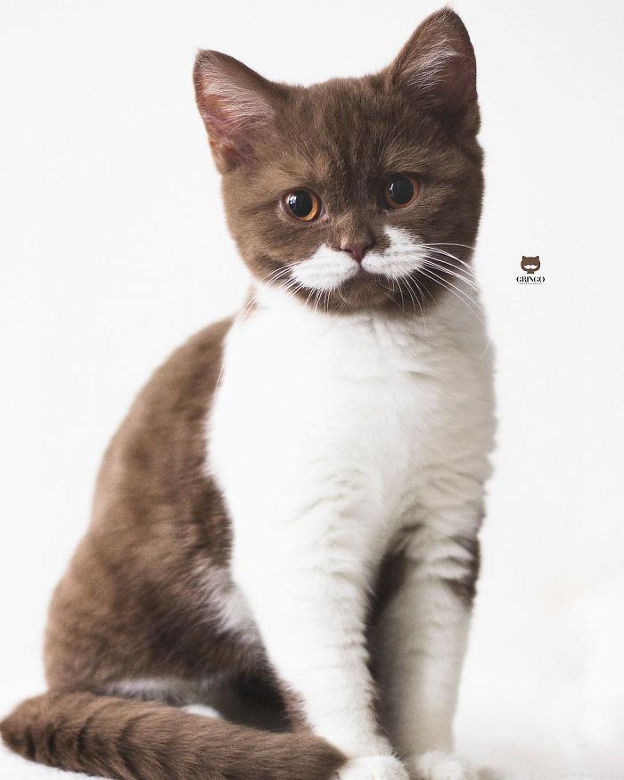 Meet Gringo, The Cat Who Mustached His Way Into Our Hearts