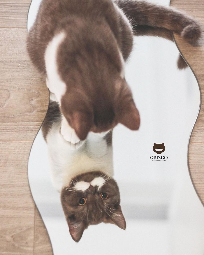 Meet Gringo, The Cat Who Mustached His Way Into Our Hearts